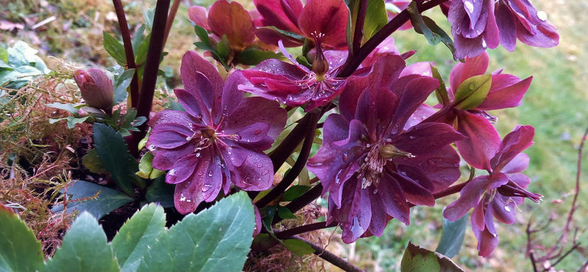  - Helleborus - Spanz