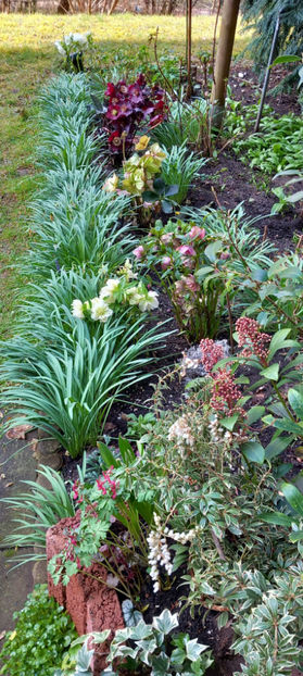  - Helleborus - Spanz