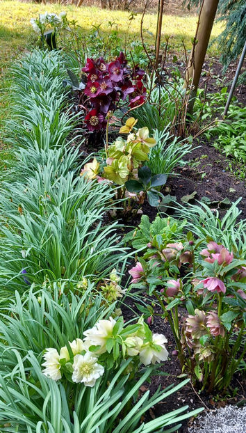  - Helleborus - Spanz