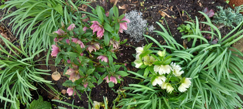  - Helleborus - Spanz