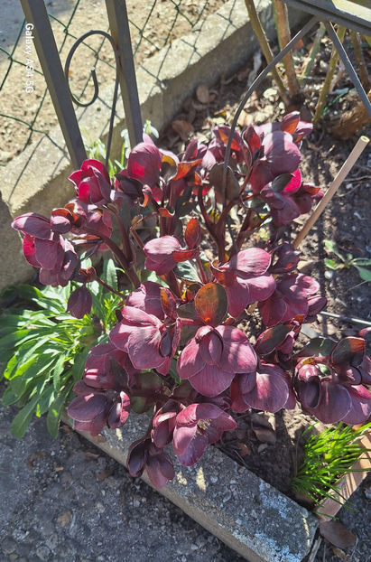  - Helleborus - Spanz