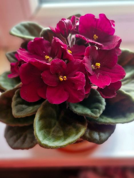 Achiziție noua - florii