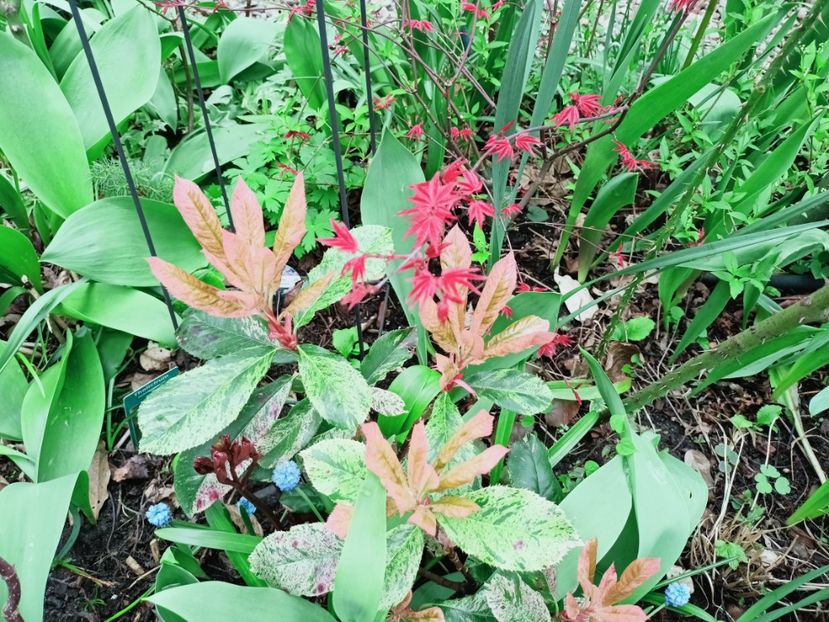 30.03.2025 - Grădina 2025