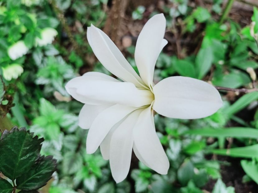 Magnolia Stelatta - Grădina 2025