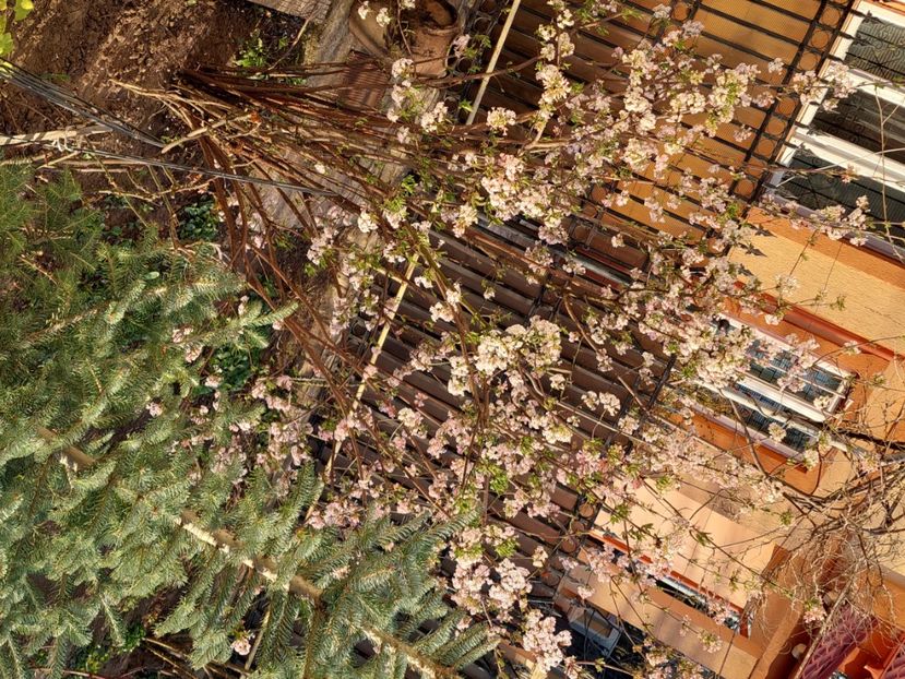  - 2025 ian feb martie