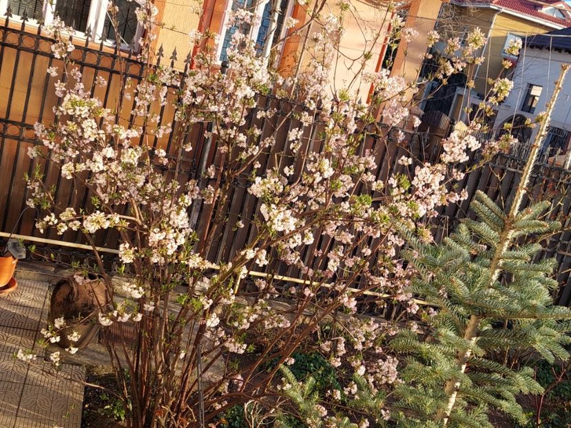  - 2025 ian feb martie