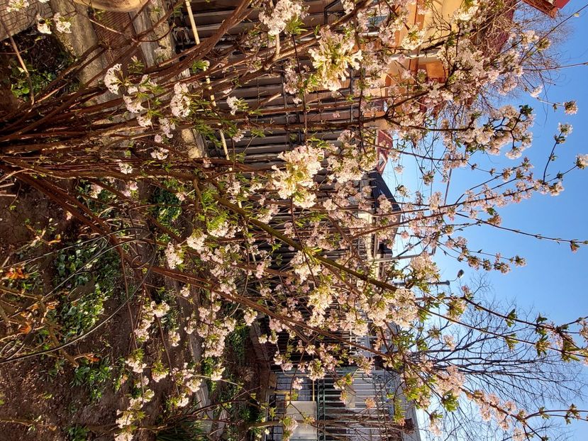  - 2025 ian feb martie