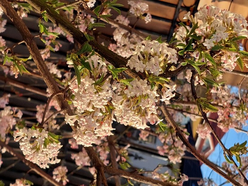  - 2025 ian feb martie