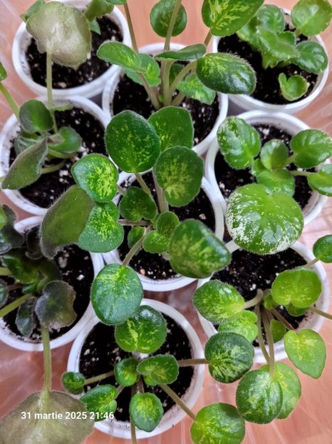  - 0 0 0 0 0 0 0 0 0 aprilie 2025