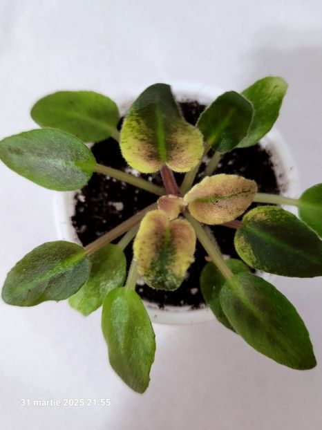 Scales 15 rez R Semi-miniature - rez Rodi