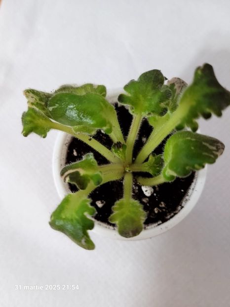 N-Rondo 15 rez R Semi-miniature - rez Rodi