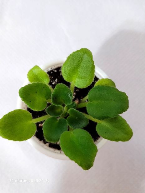 N-Severina 15 rez R Semi-miniature - rez Rodi