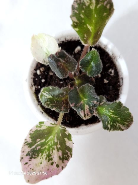 N-PasodobljН-Пасодобль 15 rez R Semi-miniature - rez Rodi