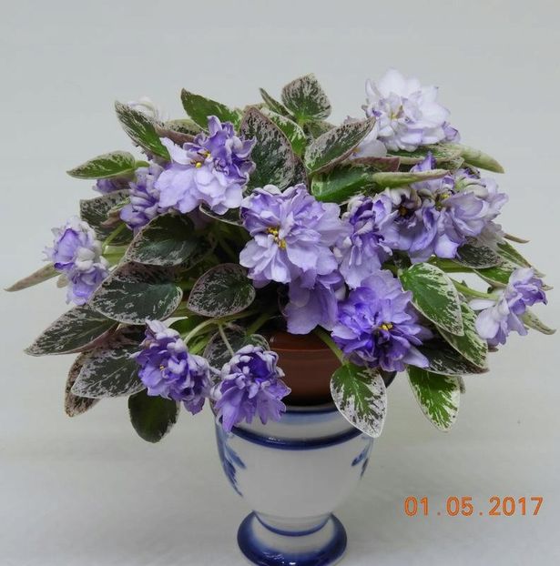 LE Gornaya Lavanda - rez Rodi