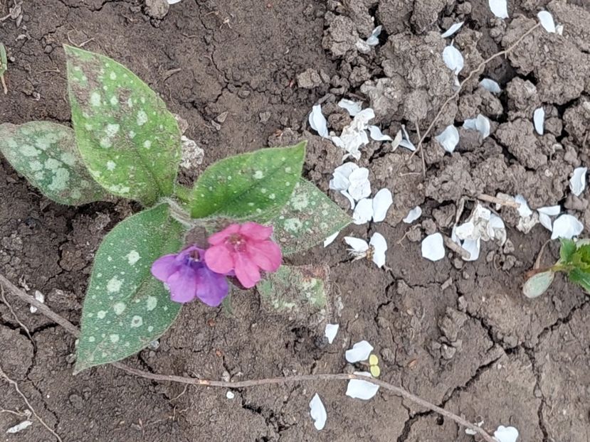  - 2025 ian feb martie