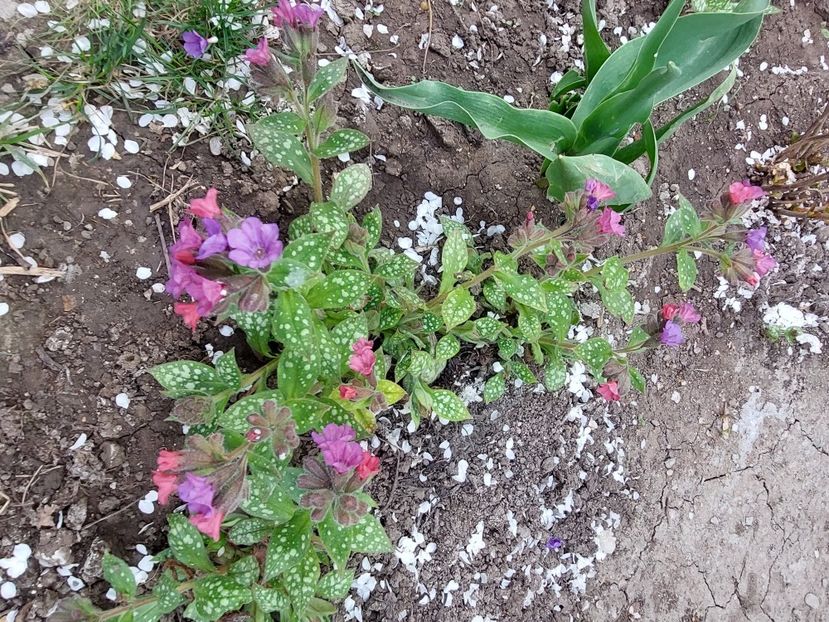  - 2025 ian feb martie