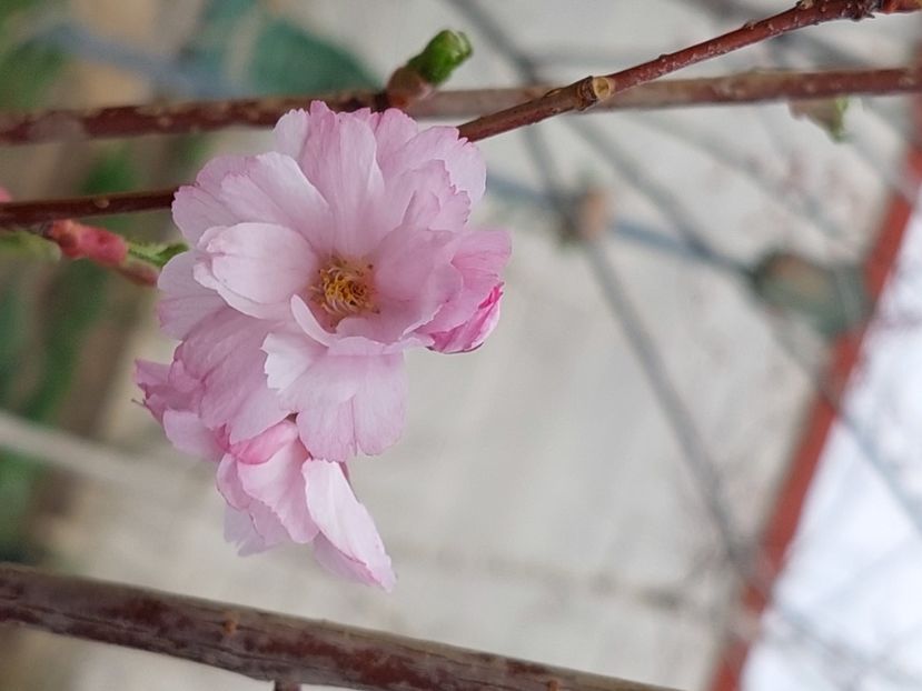  - 2025 ian feb martie