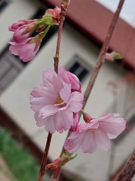  - 2025 ian feb martie