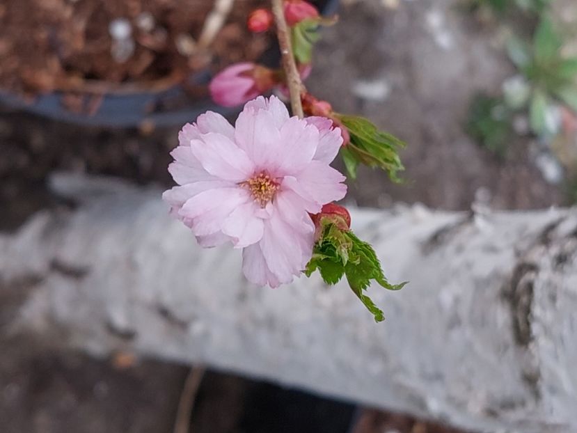  - 2025 ian feb martie