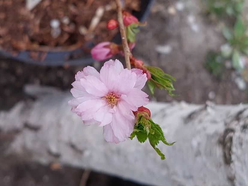  - 2025 ian feb martie