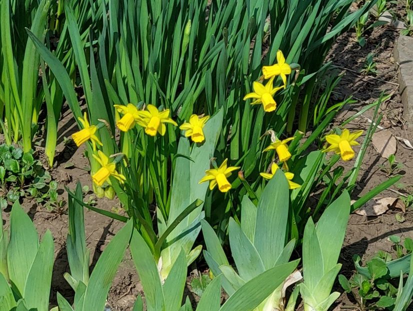  - 2025 ian feb martie