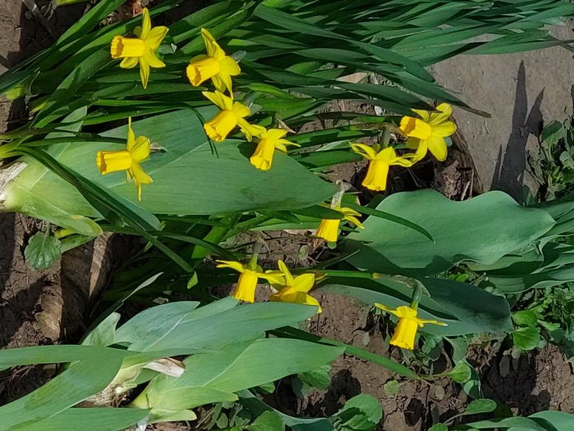  - 2025 ian feb martie