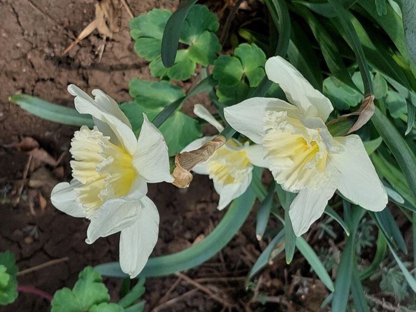  - 2025 ian feb martie