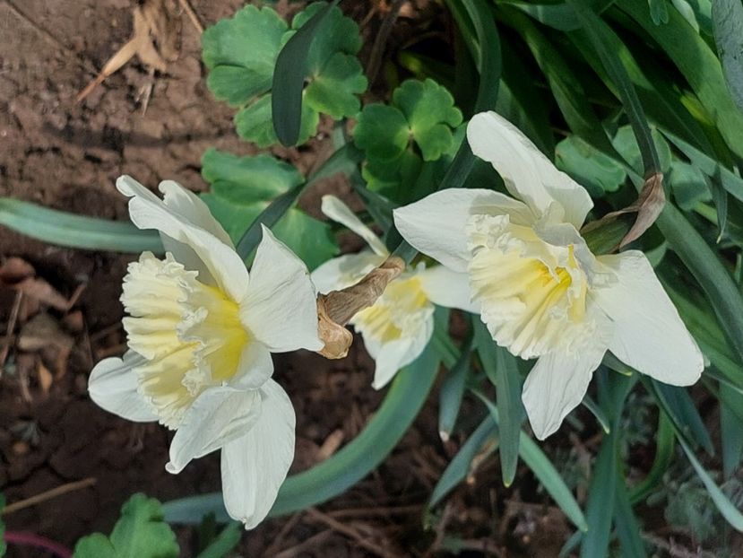  - 2025 ian feb martie