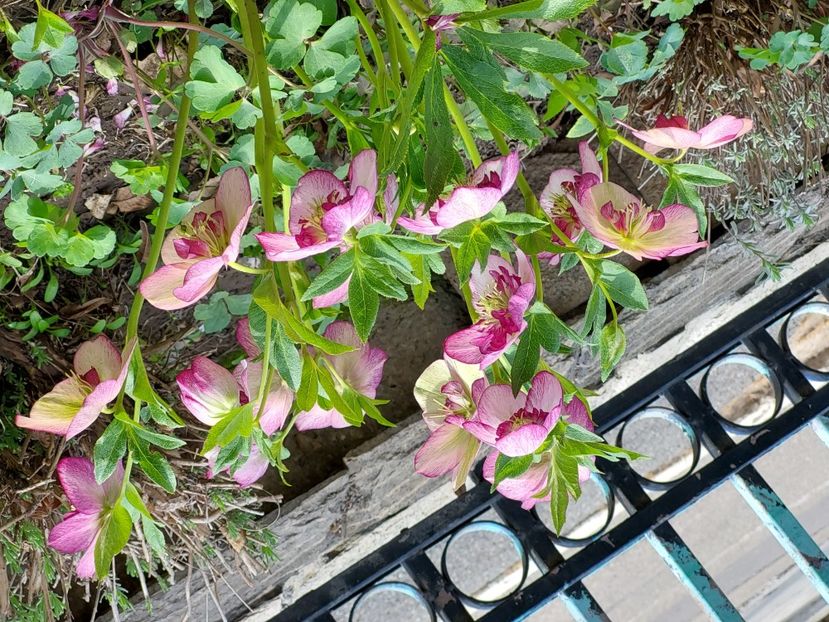 Helleborus Winter Jewel Cherry Blossom - 2025 ian feb martie