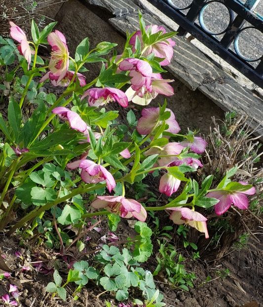 Helleborus Winter Jewel Cherry Blossom - 2025 ian feb martie