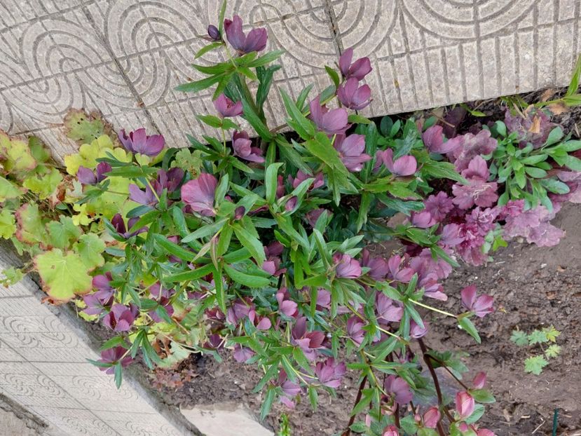  - 2025 ian feb martie