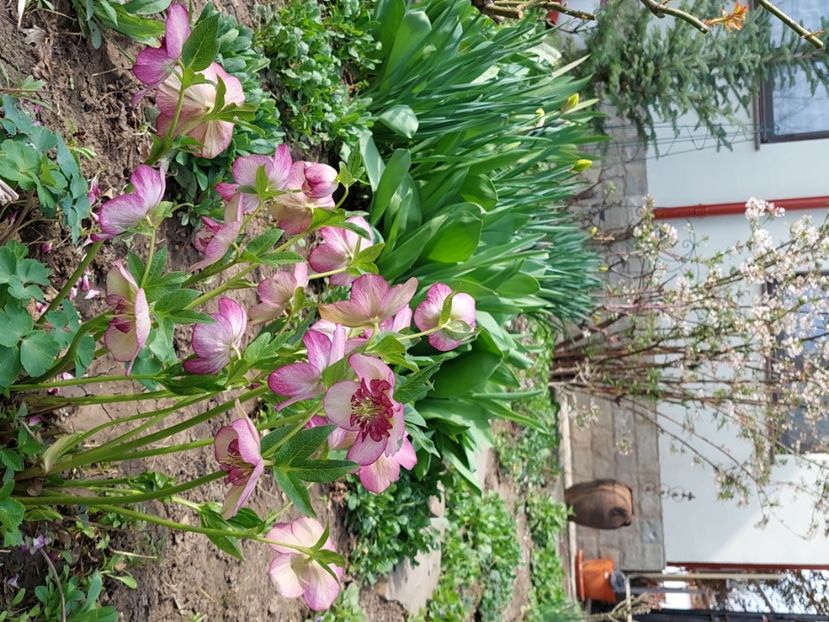  - 2025 ian feb martie