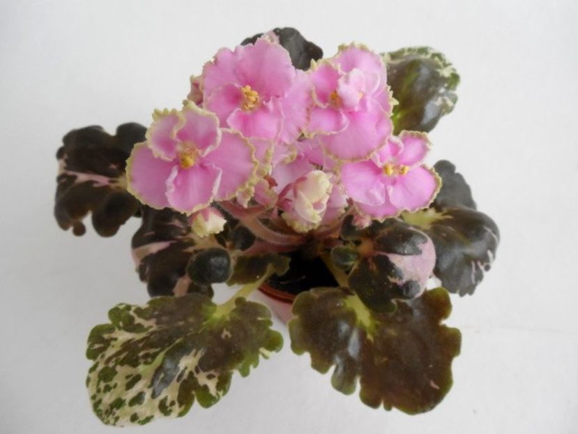 Н-Рондо/n-Rondo - rez Rodi