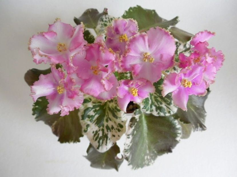 N-Pasodoblj - rez Rodi