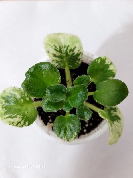 Ян-КапризYAN-KAPRIZ 15 rez R Standard - rez Rodi