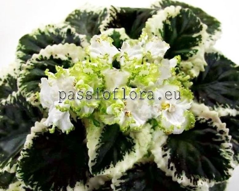 Ян-Каприз - rez Rodi