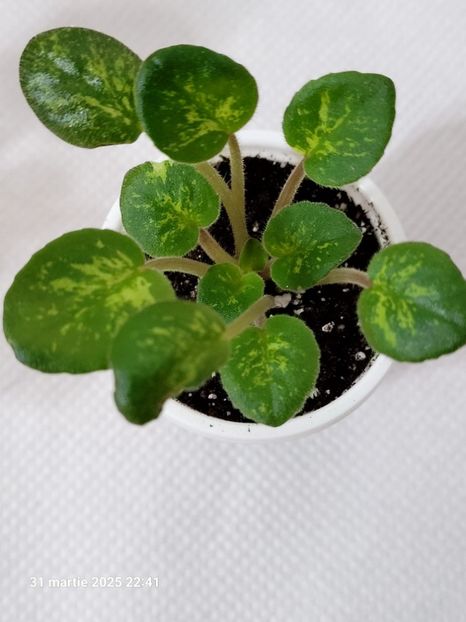 Macs Just Jeff 15 rez R Semi -miniature - rez Rodi