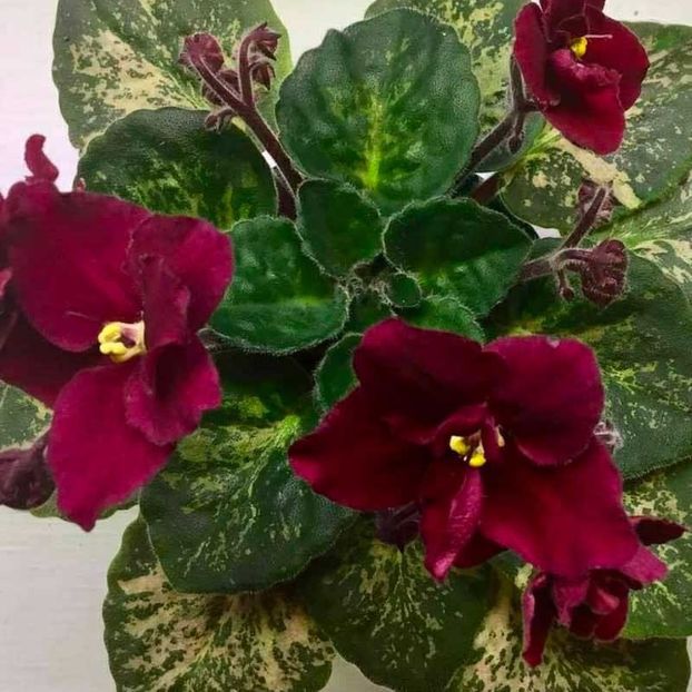 Mac's Just Jeff - rez Rodi