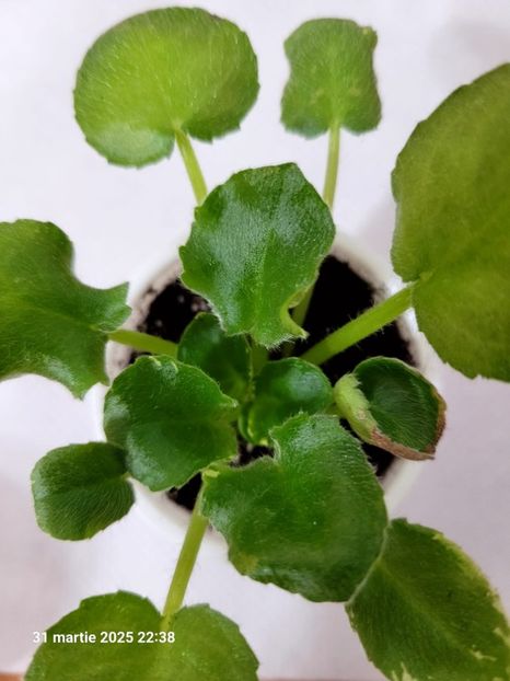 N-Yashma  rez - 0 0 0 0 0 0 0 0 0 aprilie 2025