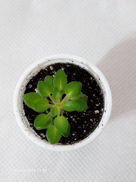 Jolly Rednek 15 - 0 0 0 0 0 0 0 0 0 aprilie 2025