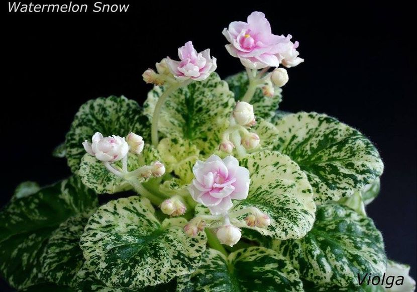 Watermelon Snow - rez Rodi