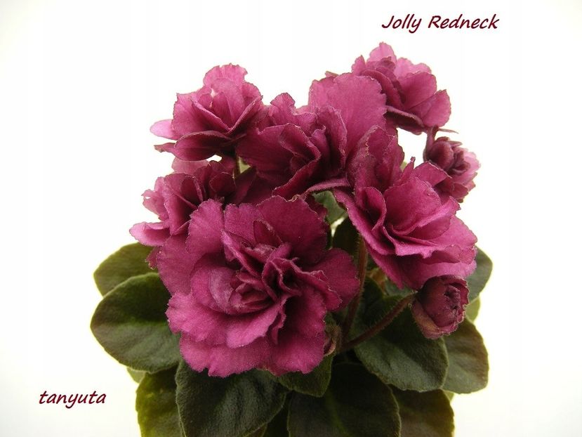 Jolly Rednek - 0 0 0 0 0 0 0 0 0 aprilie 2025