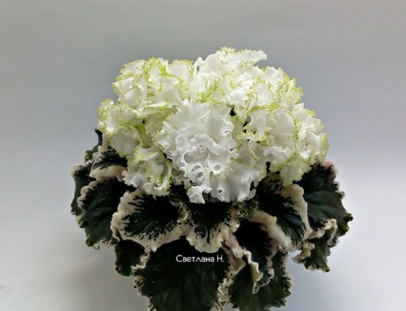 Ян-КапризYAN-KAPRIZ - rez voineamadalina