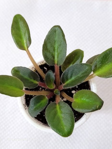 Jolly Imp rez - 0 0 0 0 0 0 0 0 0 aprilie 2025