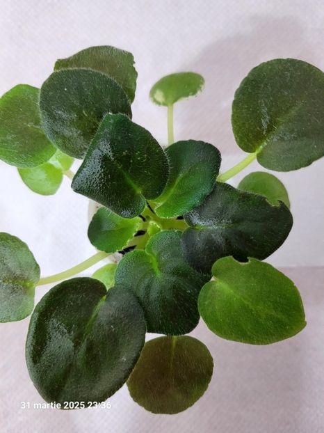 ЛЕ-Маргарита LE-Margarita 20 starter - rez voineamadalina