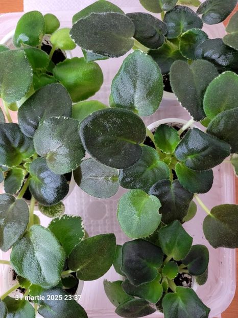 ЛЕ-Маргарита/ LE-Margarita - 0 0 0 0 0 0 0 0 0 aprilie 2025