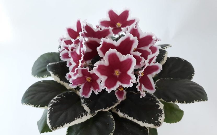 ЛЕ-Маргарита/ LE-Margarita - rez voineamadalina