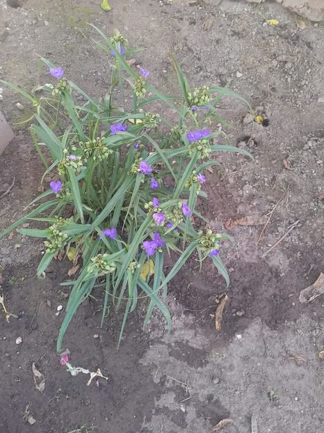 Buna dimineata - Florile mele