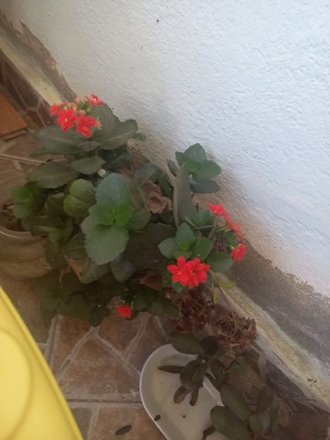  - Florile mele