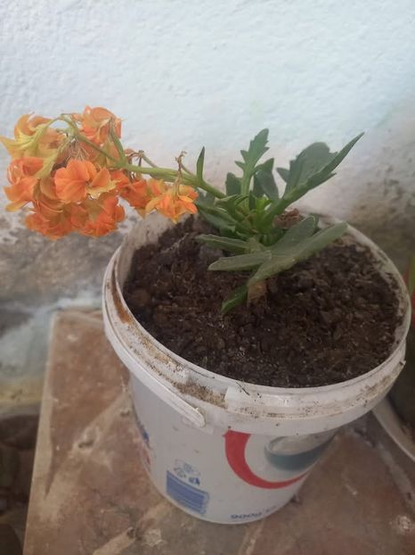  - Florile mele